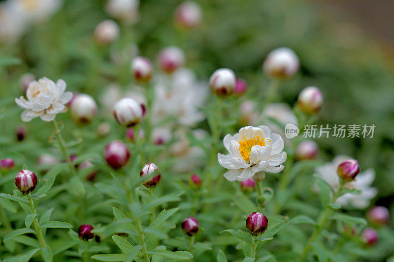 罗丹花花药/洋甘菊阳光/纸雏菊